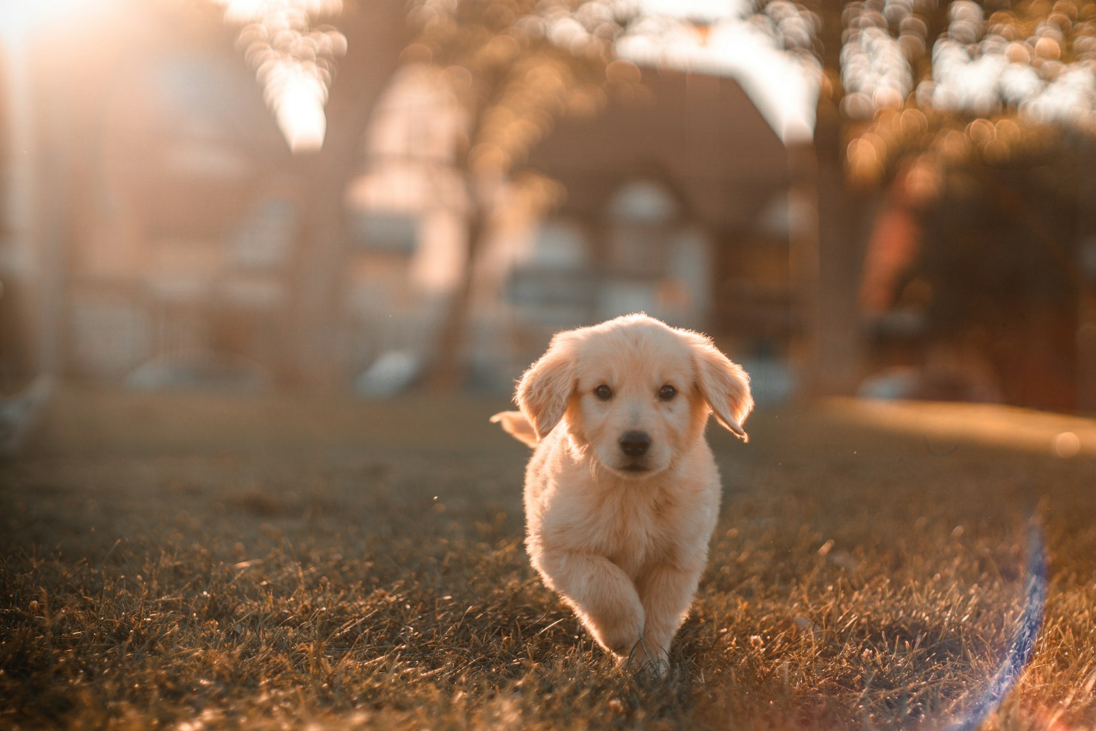 Les meilleurs exercices pour garder votre chien en forme