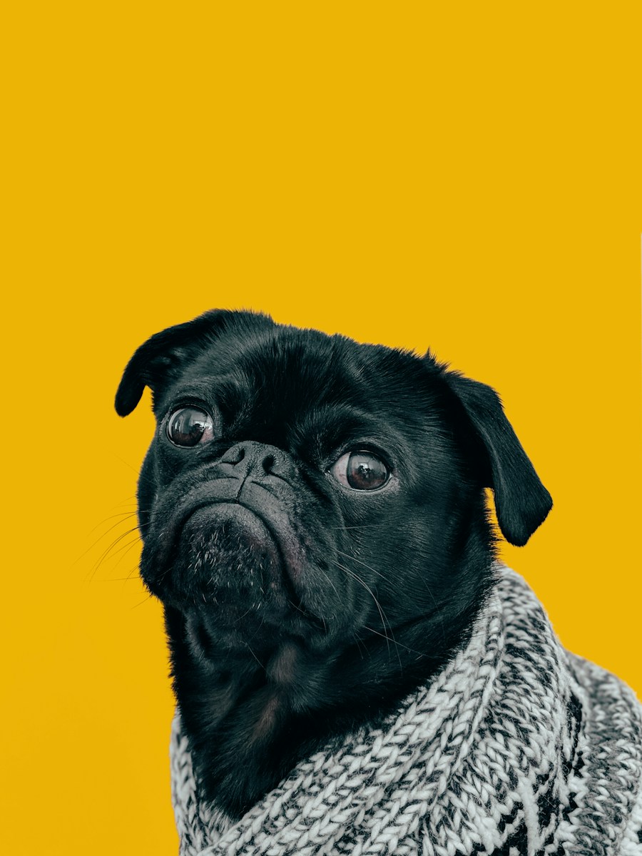 Les soins dentaires essentiels pour les Chiens et les Chats